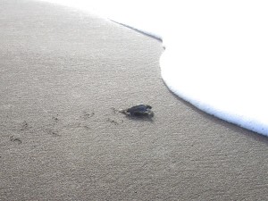 Meeresschildkröte auf dem Weg ins Meer